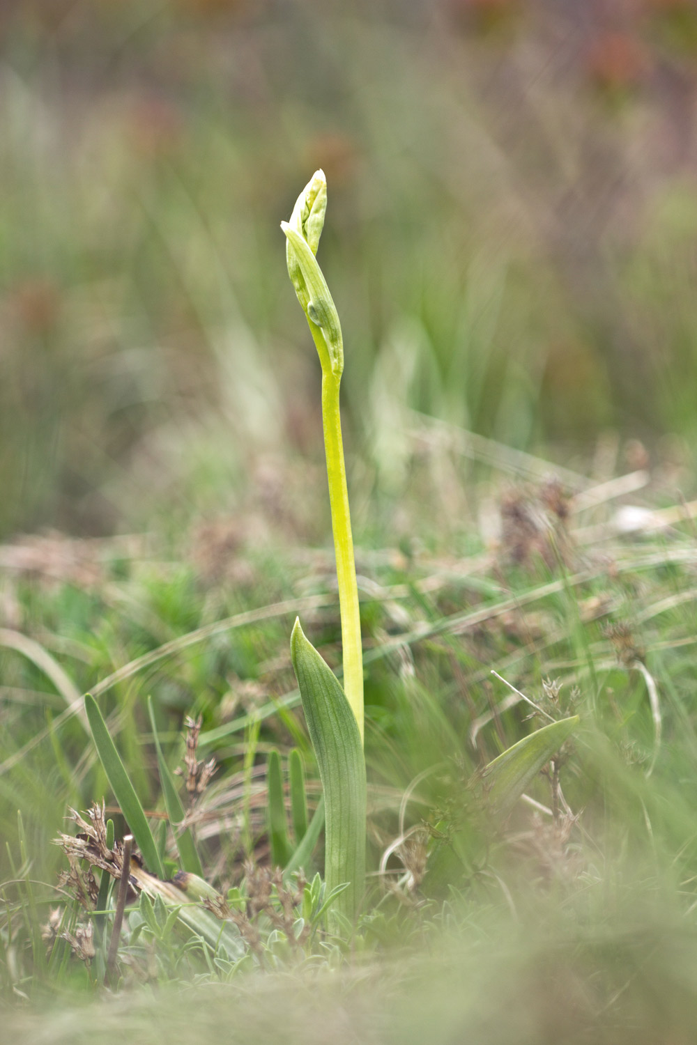 Ophrys insectifera L